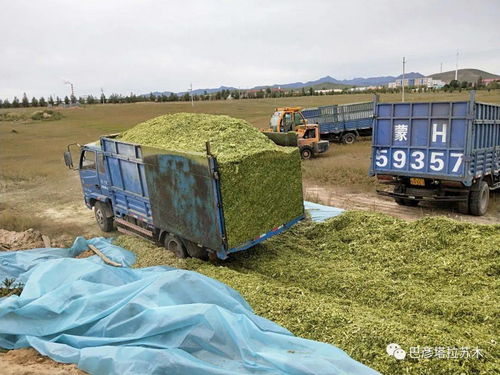 巴彦塔拉苏木畜牧业驶向高质量发展 快车道
